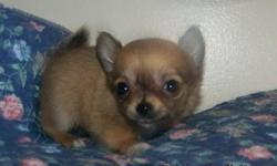 Badgercrest's Alvin has a very endearing little personality very sweet and full of playful energy. He is sure to bring years of joy to your family. He will be very tiny and as of 2-14-11 weighs 14 3/4 ounces. dew claws have been removed and he comes UTD