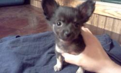 AKC Reg. Chihuahua puppy for sale. She is the last one of the litter. We were going to keep her and decided not to. She is a black and tan long coat female. She is very adorable and sweet. She is well socialized with young children dogs, and cats. She