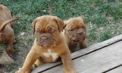AKC Registered Dogue De Bordeaux some people call them French Mastiffs, our puppies are absolutely beautiful, they are classic looking to the breed. We have quality puppies that are Dark Red and muscled as puppies, they have thick necks with lots of