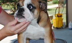 AKC registered english bulldog pups. I have one female and one male english bulldog puppy that were born on 2/9/11 and are approx. 5 months old. The female is red/white with a black mask and the male is fawn and white with heavy black liner around the