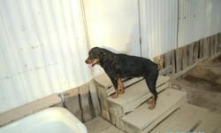 AKC REGISTERED FEMALE AMERICAN ROTWEILLER FOR SALE. SHE WAS BORN ON FEBRUARY 2, 2008. SHE IS DEAUTIFUL BUT I HAVE TOO MANY AND DON'T HAVE TIME TO GIVE HER. I ALSO RUN AN ANIMAL RESCUE. SHE IS VERY GOOD WITH CHILDREN AND VERY LOVING. HER SIRE IS CURE VOM