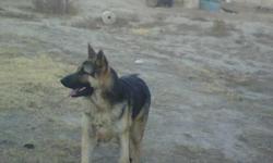 3 year old German Shepherd male for sale. AKC registered good with children. $500 or best offer.