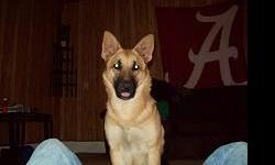 I have a 2 1/2 year old German Shepherd male that I am interested in breeding. He is absolutely georgous. Mostly tan wit a black saddle but he also has some grey on him too. I can Email pictures to anyone interested and I've posted some on here too.