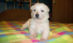 AKC REGISTERED *PURE WHITE* GERMAN SHEPHERD PUPS. *Not A Puppy Mill* Big Beautiful Intelligent & Loyal Family Pets. FULL AKC Registration, Dew Claws Removed, Current Vaccines & Wormings and Health Certificate Included. To see Parents & Available Pups.
