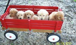 These puppies were born 04/26/2011, and are 7 weeks old. They have had their first shots and been wormed. Golden Retrievers are very lovable and loyal, and make great family pets. Males are $300.00 and Females are $350.00. Parents on premises.