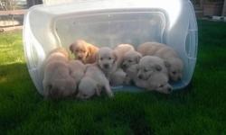 TEN AKC REGISTERED PUPPIES. TWO FEMALES EIGHT MALES, PARENTS ON SITE. BORN 10/7 WILL BE READY TO GO HOME JUST IN TIME FOR CHRISTMAS. PHONE: 806-379-6222806-379-6222">