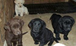 I have a litter of AKC Registered Lab puppies that are looking for new families. I have 3 black males, 1 black female, and 2 yellow females. They are current on vaccinations and wormings. I have both parents on site. They have several Champions in there