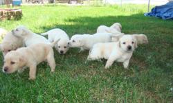 2 MALES 4 FEMALES 6 WEEKS OLD. DEW CLAWS REMOVED WORMED AND 1ST SHOTS. ENGLISH LABS! SAVANNA IL.
