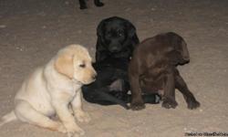 AKC Reg Labrador Retriever Puppies
Now accepting deposits. Whelped 2/26/11 ready for new homes late April.
7 available. Yellow, black males and females.
Both parents on property from a hunting home. Pups include health guarantee, 1st shots, dewclaws