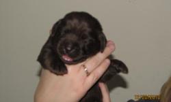 Currently have male yellow, chocolate and black Labrador Retriever puppies available for $350.00. Puppies will be ready for thier forever home early February 2011. Puppies father is a dock jumping dog and the mother is a beautiful indoor dog. Father is