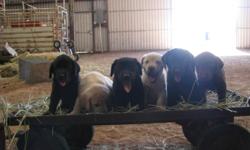 AKC registered Labrador Puppies. Chocolates $500, &nbsp;Yellows $400, and Blacks $300 males. Born May 20th will be ready on June 30th. &nbsp;Deposits will be taken until weaning. &nbsp;Both parents are on premises for your viewing.
Call -- leave message
