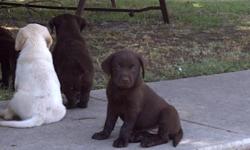 Beautiful litter of AKC registered Lab pups. Will be 6 weeks old July 2. Have had dewclaws removed and first round of shots. All they lack now is a good home! Both parents have a hunting background. The mother comes from a line of good hunting dogs. The