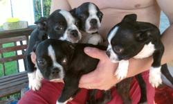 $100 - AKC registered male Boston Terrier was born on 4-21-2011. Vet checked, but he does need his next set of shots. Very cute with brindle markings. Cash only! Please call 812-202-3743