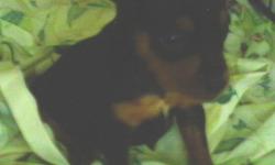 Born May 23, 2011, AKC Registered MALE Minature Pinscher Puppy. Tail docked, declaws removed, first shots & wormed. Now taking deposits. Only ONE from this litter so call now to have this sweet guy. Has been bottle fed since 2 weeks old, very fiesty and