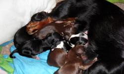 I have a female akc registered miniature daschund. she is black and tan. she has a very sweet temperment and she loves to be cuddled. she just gave birth to 6 puppies 4 girls and 2 boys. Born December 9th, ready for loving homes around January 20th