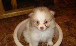 Akc Registered pomeranian Puppies For adoption All of my puppies are health guaranteed and up to date on all shots and wormings. We family raise our babies and spoil them with love and kisses! For more information's please do e-mail me