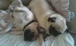 AKC registered fawn pug puppies. Males and females will be $450. Taking deposits now @ www.pugzrus.webs.com Text to --.