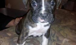 I have two reverse american kennel club boxer puppies one fawn boy one reverse brindle boy $350 1 brindle girl with complete white chest $450. They were born october 14, 2012. &nbsp; they make good loving pets if interested contact me. I live in odessa