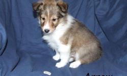 AKC Registered Sheltie Puppies For Sale. These playful energetic puppies are ready for their new home. They are a must see and you can view pictures of available puppies at: picturetrail.com/shelites. They have been dewormed, vet checked and are up to