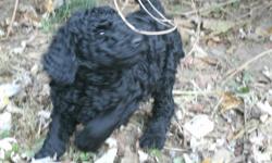 AKC Standard Poodle Puppies. &nbsp;Born Sept 28th, 2012. &nbsp;Two black males still available. &nbsp;Up to date on shots, worming, and vet checked. &nbsp;Standard poodles are non-shedding, loving and loyal companions. &nbsp;The puppies have been raised