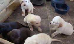Born 05-11-11. Your Choice, $300. Mom black, Dad yellow. Beautiful Pups! Weaned and ready to go! First shots, and dewormed. 4 yellow --all males. Serious Inquiries only please. Call or Text 210-990-5919 or 210-707-8246, (I seldom check emails).