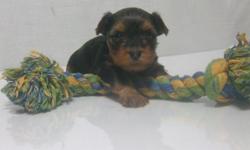 &nbsp;
Elina is just had her litter of beautiful Yorkie puppies on October 13,2012. The puppies will be available for a new home around Christmas time. Our puppies come from a beautiful family of Yorkies, and will be AKC Registered As the holidays are
