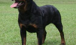 Just beautiful 1 year AKC Rottweiler (male), very excellent price $1200.00, excellent companion, family protector, comes desexed. European/German Bloodline!!! Must be home owner & fence in yard, both parents OFA hip certified, fully vaccinated, wormed,