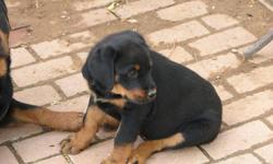 AKC Rottweiler Pups 10 weeks old & ready to go, special pricing for this week on remaining pups, asking 600.00+ with papers for remaining pups;) Dew claws, tails, first set of shots, and safe guard de-wormer all done.
*Along with a Fantastic Puppy, you