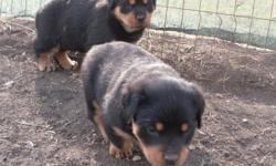 I have 3 big AKC female Rottweiler pups. They are 6 weeks old and come with shot records. The sire has an AKC champion bloodline. The dames father is registered in Germany, also AKC registered. I have paper work on both the dame/sire.
Feel free to call