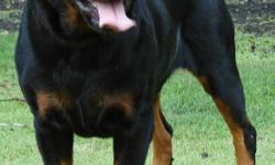 AKC Rottweiler Champion Bloodline pups for sale DOB 2/06/2011, $600.00 no papers and with AKC full registration $800.00 Call now please serious inquiries only!!! 982-7251