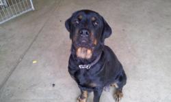 AKC Rottweiler Pups * Beautiful* Dam and Sire on site. Pups come with tails, dew claws, first shots, and de-worming done. Fully weaned and ready to go! Males and females left. Pups are highly socialized around children and other dogs. Very healthy and