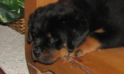 AKC Rottweiler Puppies * Adorable and ready to go. * Highly socialized around kids and other dogs, these puppies are sweet and spirited. Tails, dews, first shots, and de-worming all done. **Import Champion lines * Block heads** Puppies come with free vet