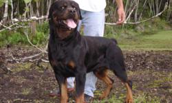 AKC Rottweiler pups available April 1st, DOB Feb.06,2011, Ch. Bloodline...Large bone, pet/ working/show potential,. Guarantee in writing none congenial dysfunctional hip/elbow dysplasia.....Please no time wasters!!! Serious inquiries only..Call 640-8914
