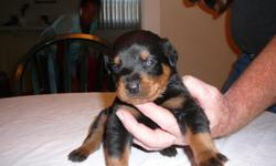 1 female // 4 Males available
photos at www.dprottweilers.com
block head/ short muzzle/ good ear set /
great conformation & temperament.
color: black & Mhgy
tails and dew claws done with 1st. shot and dewormed.
comes with heath agreement // all medical
