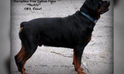 Buddy is 5 years old, OFA'd Good. He is out of the Ken Vom Schwaiger Wappen and Lethal Weapon Lines. Looking for approved female with Good/Excellent OFA. Will consider pic of litter for breeding. Please see more on Buddy at www.barbaratatum.com