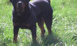 I have a beautiful AKC Rottweiler proven male standing at stud. We charge a $600.00 stud fee. $300.00 is due upon brining your female over to be bred. The balance of $300.00 is due after the puppies are born