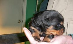 AKC Rottweiler Puppy?s Imported German Champion Lines. Strong Stocky with Large Heads. Dark Mahogany Markings.
DOB July 15th 2012 NOW TAKING DEPOSITED
Male & Females AKC Limited $1000.00&nbsp;&nbsp;OR &nbsp;AKC Full $1500.00
Will come with .1st shots,