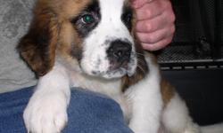 Full blooded AKC registered Saint Bernard puppies. Born on Dec 17, 2010 11 wks old. they have had one round of shots and have had one round of worming. a gentle breed. they have been around my toddlers since birth and have been great with them. please