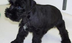 2&nbsp;AKC black soft coat&nbsp;Schnauzer puppies are waiting for you to take them home.&nbsp; One male $500&nbsp;and one female $550-very smart, adorable and loving. They have had 1st vaccination, wormed and groomed.&nbsp; Parents on site and compete to
