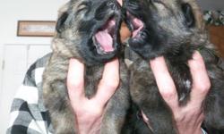 This litter was born on December 19, 2010. There are four males and three females. The pups were born and are being raised in a home environment where they have exposure to and socialization with children and teenagers. These are working line German
