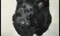 All of our Scotties are PICK OF THE LITTER!!! Vwd CLEAR through VetGen! AKC registered. Dad is DNA identified. Sorry, we do not stud out. We offer a desirable, quality Scottie that is well-socialized and started on crate and potty training. We have