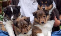These are top quality darling puppies, they are very typy and should do well in the show ring, for performance people they are built to move! correct conformation and pleasant friendly temperment, sweet sweet faces and so so fuzzy! Why not get the best of