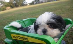 Here is that Liver & white tiny shih-tzu female you have been looking.She is UTD on shots,dewormings and AKC papers, vet checked.Her parents are under 7lbs. so she should be small. She's everything a shih-tzu is bred for a beautiful coat and great