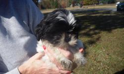 This is a beautiful Black & white tiny shih-tzu puppy.She is full of kisses and love for her new family.She will come to you just in time for the holidays UTD on shots,dewormings,AKC papers and vet checked.Call Cindy/Jackie @256 533-1640 @256 533-1640 for