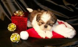 "Chen-Tzu" Male, Born 10/23/10, gold/white, 6-8lbs. at maturity. First shots, wormed and one year replacement guarantee. Ready December 19th. We will meet buyers in Flint or Roseville mi. just north of Detroit as well at our location. For more information