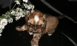 "Skeeter" Male, AKC, Born July 31st. Tiny Type 4-6lbs. at maturity. First shots, wormed and one year replacement guarantee. Deposit required to hold. For more information visit us at north-country-shih-tzu.com or e-mail us at sweettzus@yahoo.com.