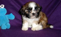 AKC Shih Tzu Girls 5 (Champion Bloodline) Born 5-10 ready week of 7-21. Red/White. All shots and dewormings will be up to date,declaws removed,care package. VET checked and written health guarantee provided. We sell our puppies with AKC LIMITED