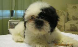 akc shih tzu puppies.white with black markings. 1 female 2 males. 2 1/2 mo. old. had their 1st. shots.