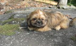 Three AKC Shih Tzu puppies. Ready to go. Shots and wormed. Absolutely adorable and well socialized. Two males, one female. See our webpage http://goforthsdawgs.webs.com then view the May 2011 Litter page. Email us or give us a call. Delivery service