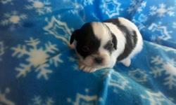 Adorable healthy puppies. Parents on site. Cuddly lapdogs. Great with Children. 3 males 1 female Shots wormed Ready Feb. 11 Will hold till Valentines Day
Judy 719-839-5617